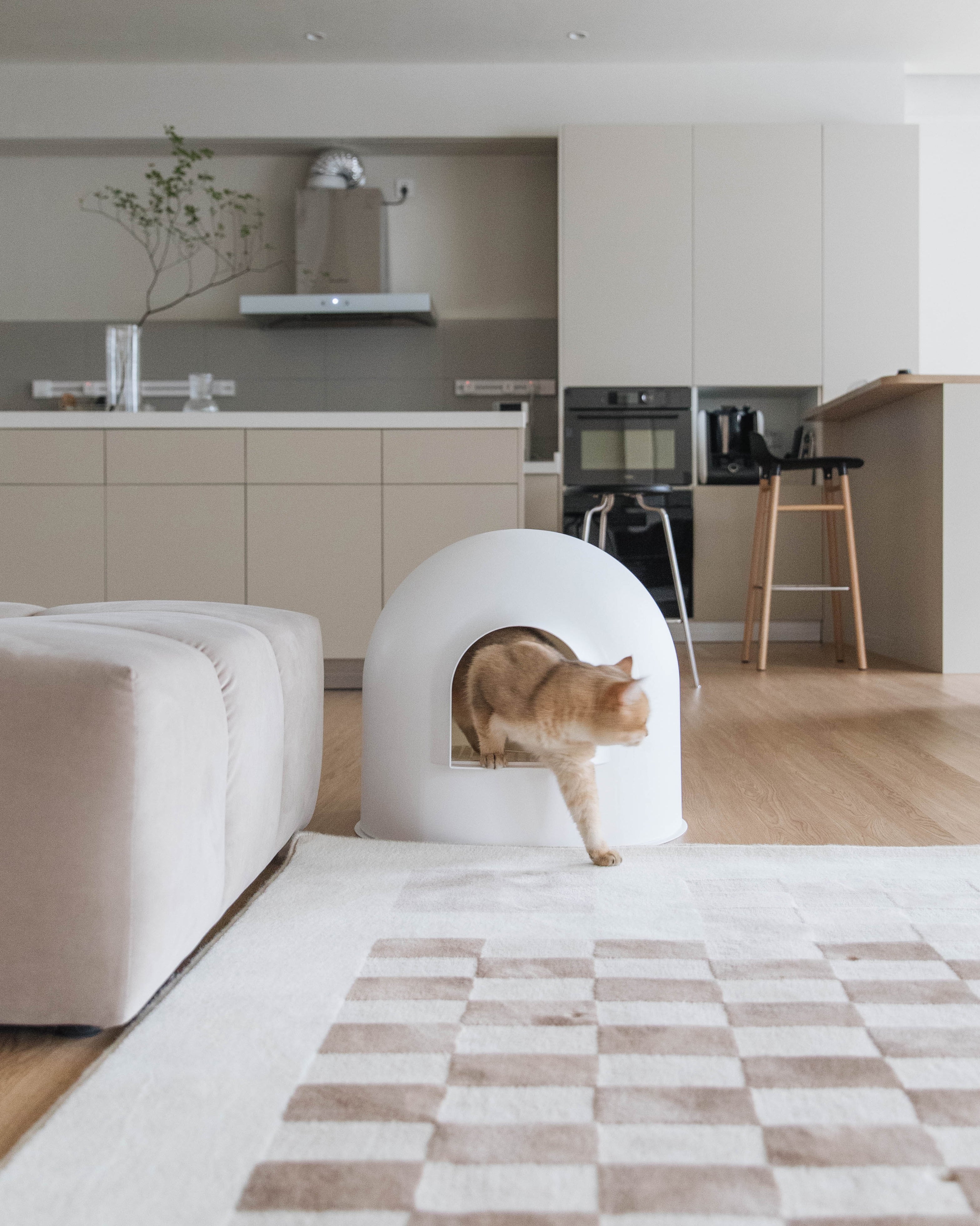 How to Eliminate the Odor After Your Cat's Poop pidan