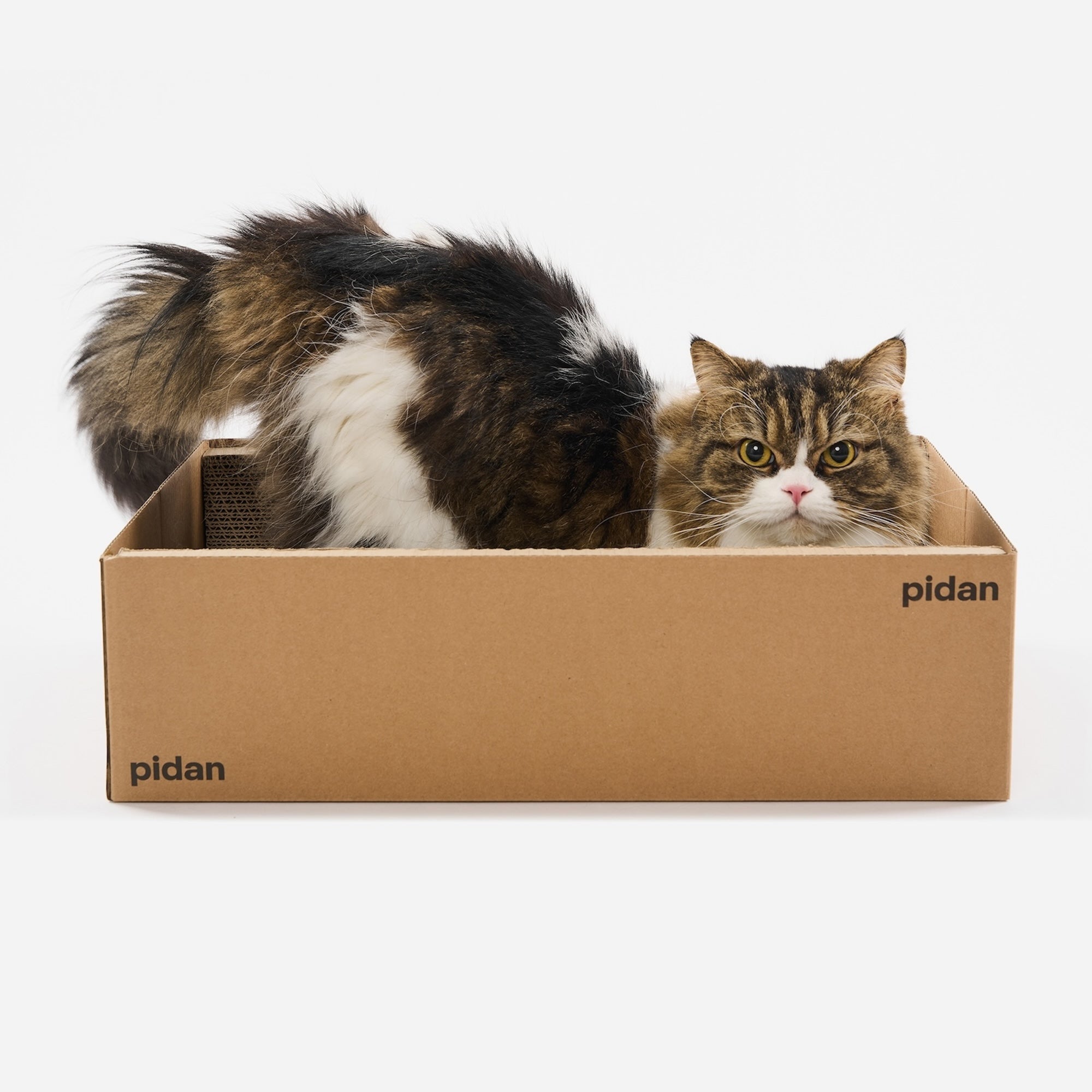 Box Cat Scratcher and Lounge
