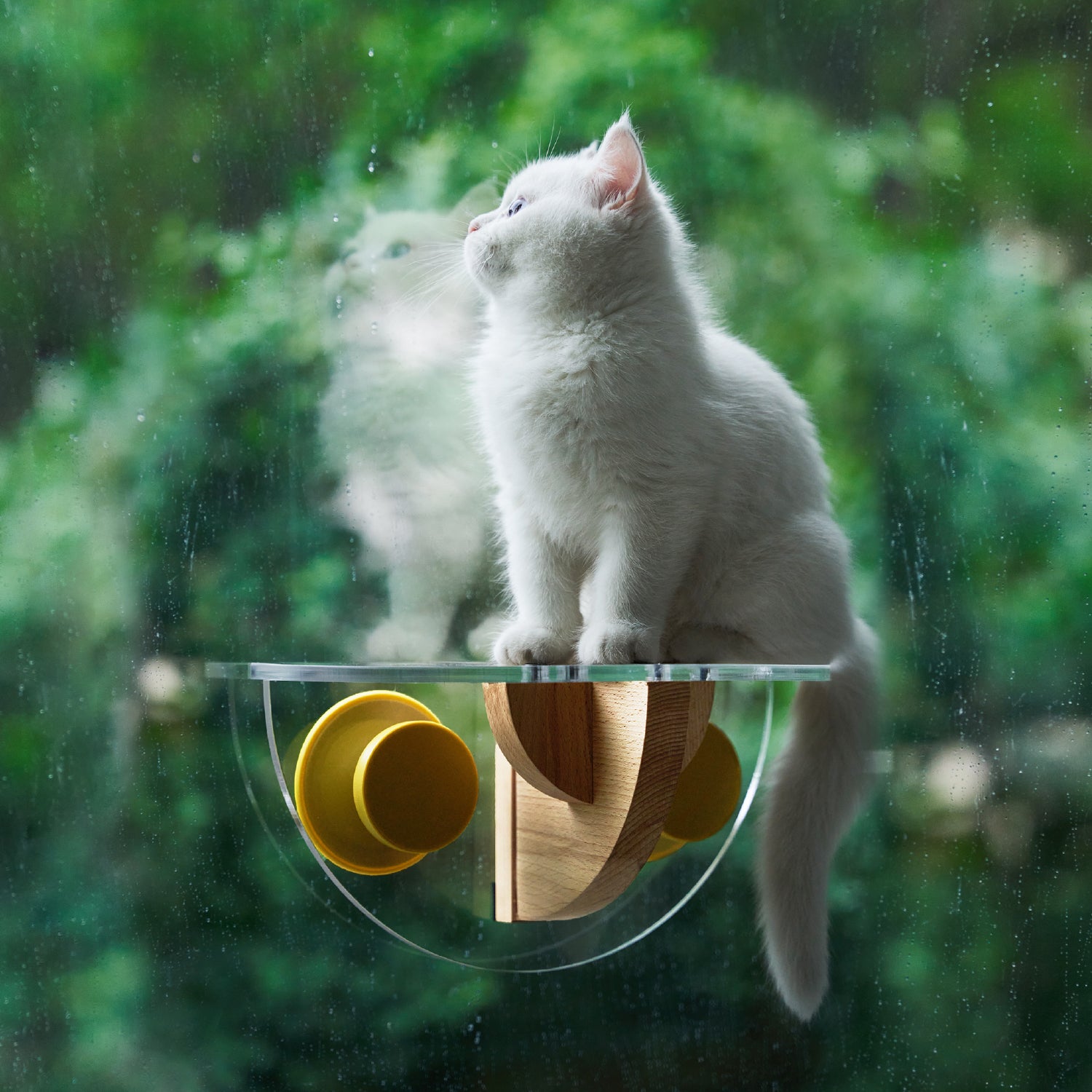 Cat Window Perch - Sunbathing Time