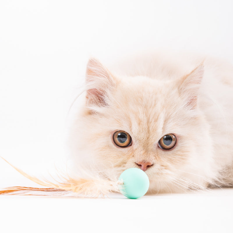 Cat Toy