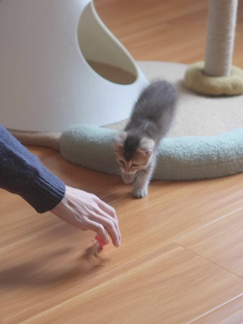 Cat Toy